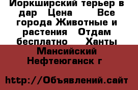 Йоркширский терьер в дар › Цена ­ 1 - Все города Животные и растения » Отдам бесплатно   . Ханты-Мансийский,Нефтеюганск г.